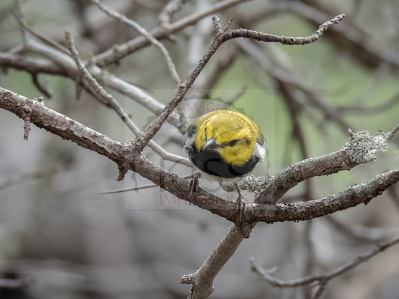 Black-throated green warbler - IMG_9768