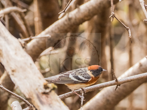 Bay-breasted warbler - IMG_9816