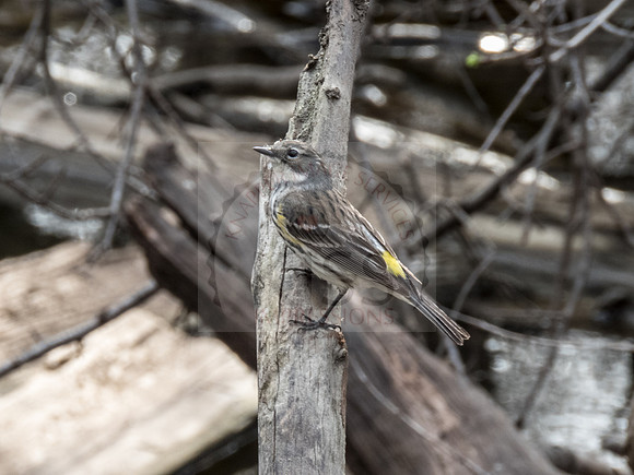 Male yellow-rumped warbler - IMG_9849