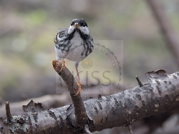 Blackpoll warbler - IMG_9858
