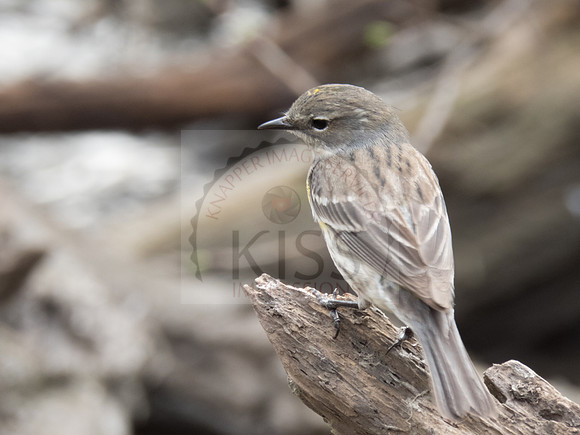 Female yellow-rumped warbler - IMG_9852