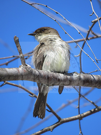 Eastern phoebe - IMG_8712