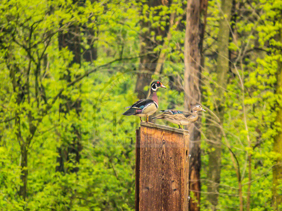 Wood duck couple - IMG_1333