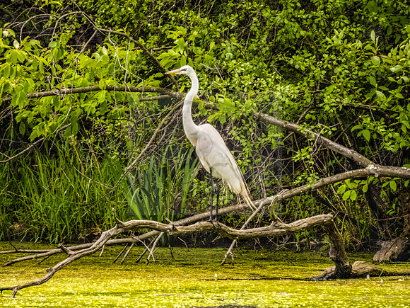 Great egret standing tall.