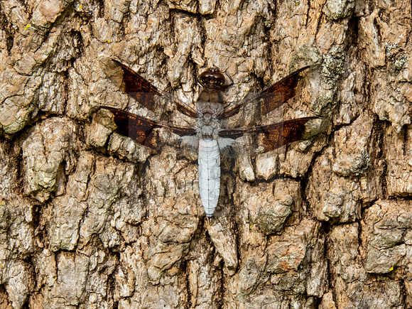 long-tailed skimmer