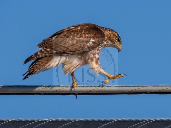 Red-tailed hawk - IMG_2592