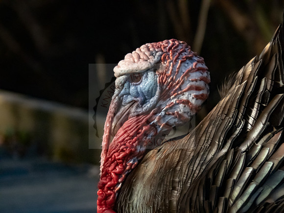 Wild turkey profile - IMG_0003