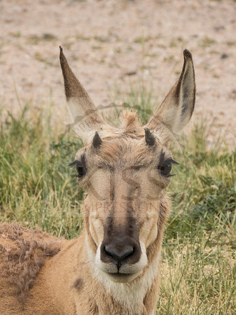 Antelope eye lashes.
