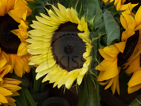 Sunflower in Bouquet - IMG_2924