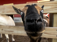Domestic Animals