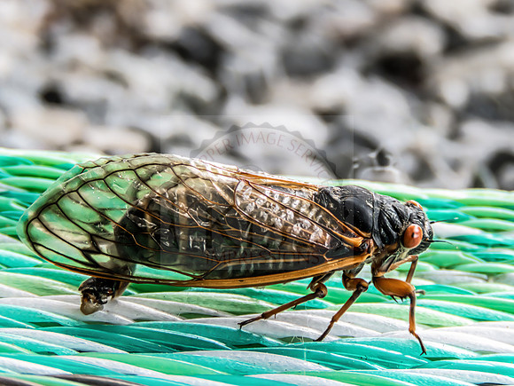 Cicada - IMG_1132