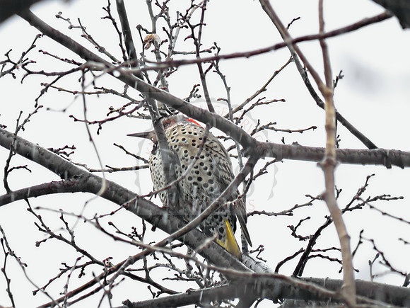 Tree perched Northern Flicker