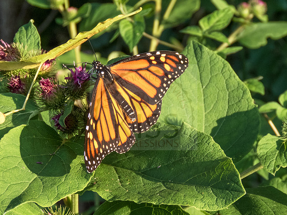 Perfect butterfly.