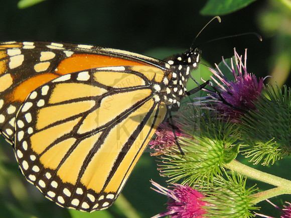 Beautiful wings.