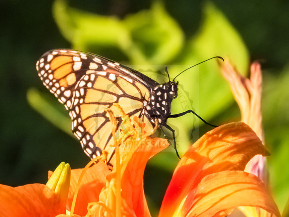 Orange burst.