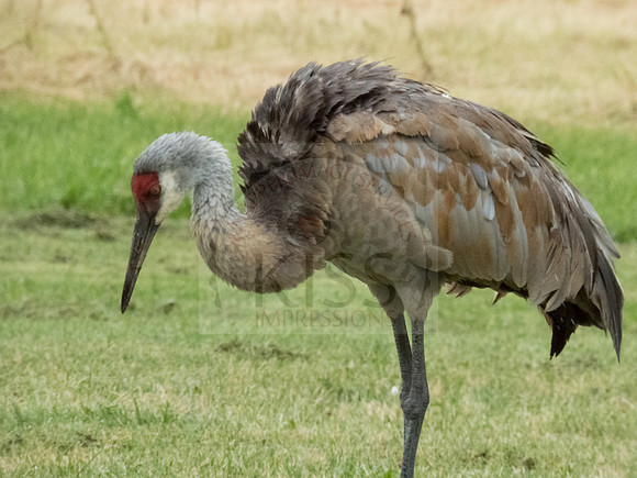 Sandhill crane dining - IMG_7819