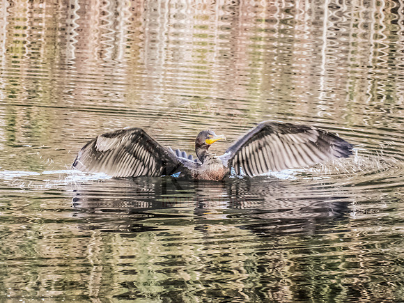 Cormorant - IMG_8309