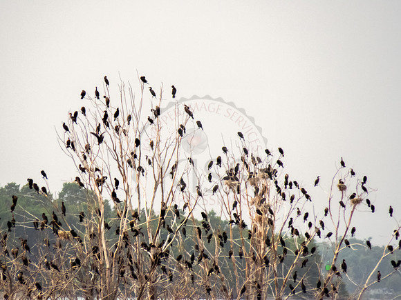 Cormorant colony