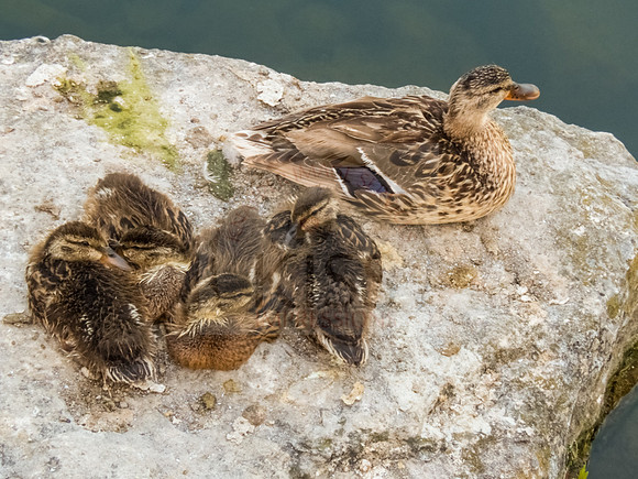 Mom and baby ducks.