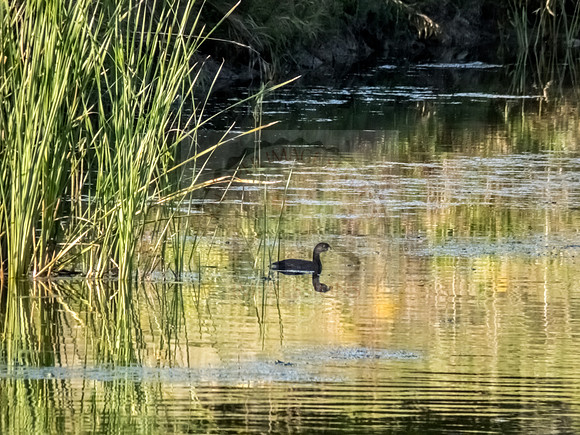 Diving bird.