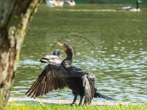 Fanning cormorant - IMG_3194