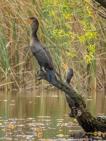 Happy birds.