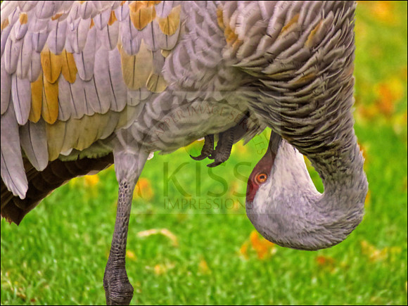 Double jointed bird.