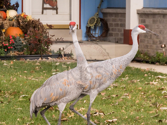 Sandhill crane visitors - IMG_4563