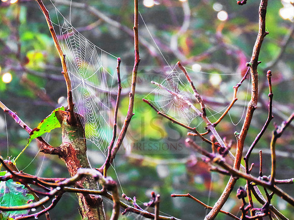 Orb weaving