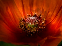 Botanicals
