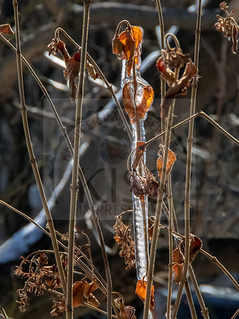 Frozen in time.