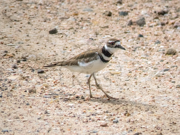Killdeer - IMG_2506