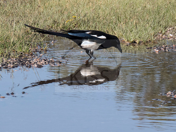 Wyoming crow