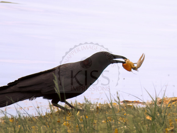 Raven