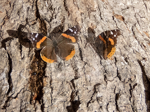 Red admiral butterflies - IMG_2102