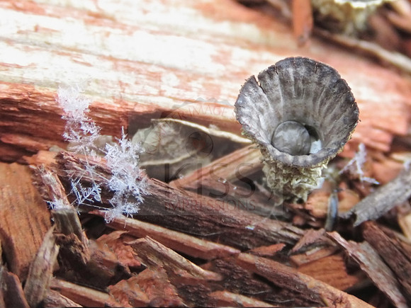 Micro fungi