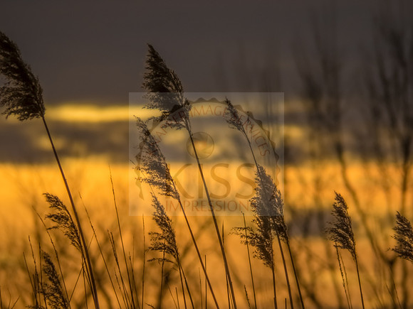Dawn breezes.