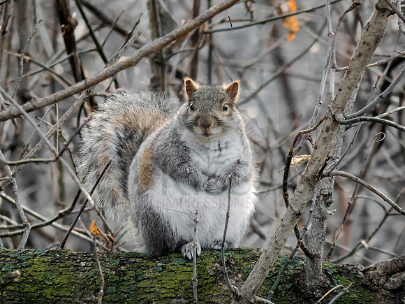 Fat squirrel