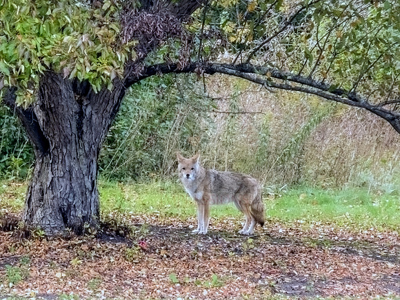 Pseudo german shepherd.