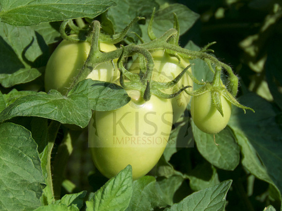 Healthy garden plant.