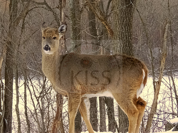 Young buck.