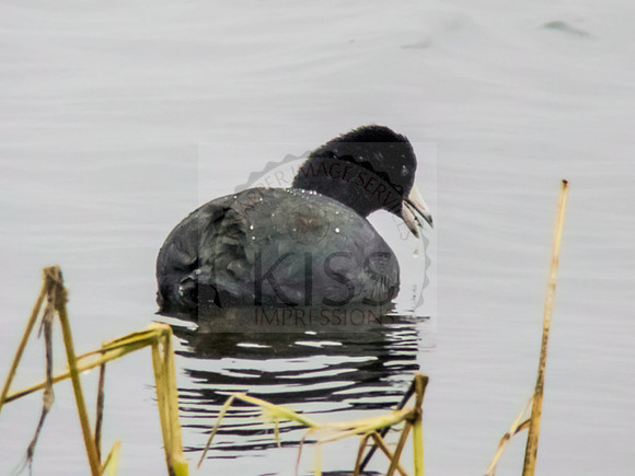 American coot dining - IMG_2823