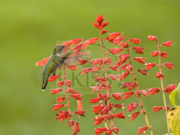 Hummingbird favorite flower