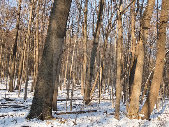 Bare trees.