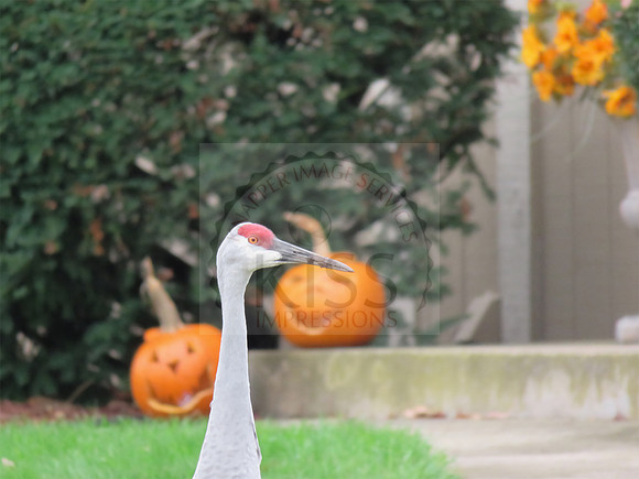 Laughing pumpkins