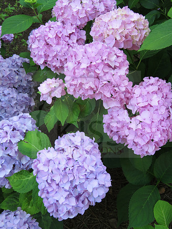 Purple passion