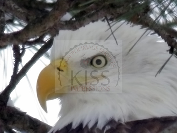 Eagle profile - IMG_2137