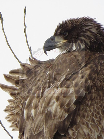Juvenile bald eagle in wind - IMG_2232