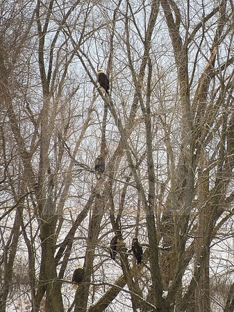Eagle-filled tree - IMG_2274