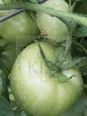 Fryable fruit.
